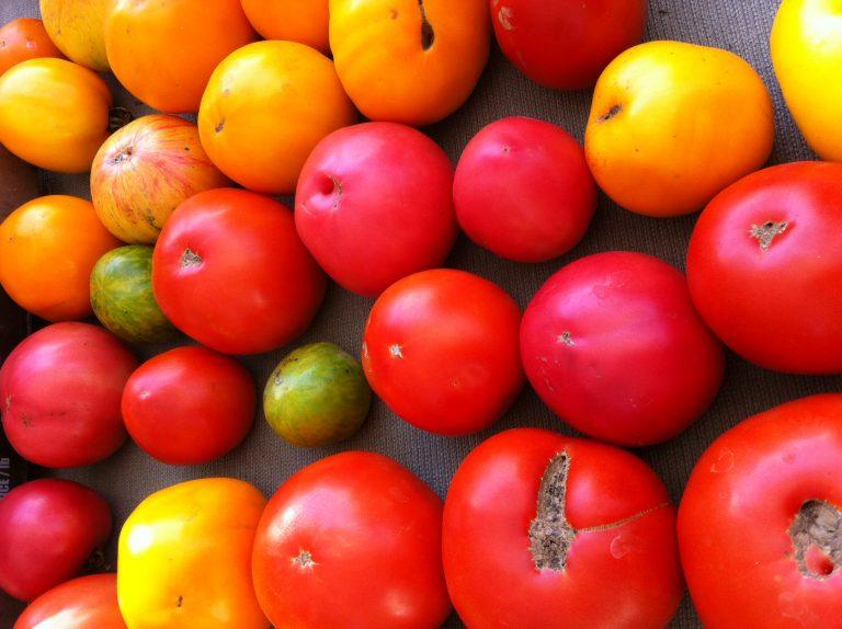 Seed Story: The Dwarf Tomato Project