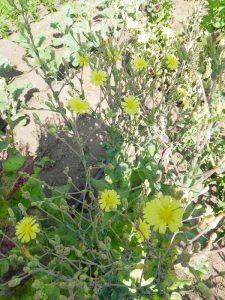 Lettuce Flowers at Wild Garden Seed