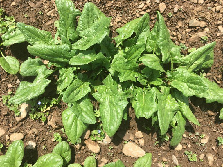 04 Popeye Spinach Free The Seed! Podcast Open Source Seed Initiative