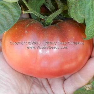 5.78 Vander Wielen Tomato Seeds