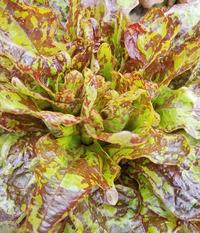 Blood Oakheart lettuce, an OSSI pledged variety