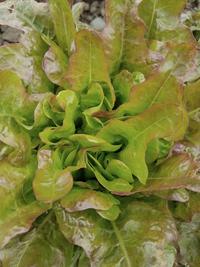 Bronze Blush Oakheart lettuce, an OSSI pledged variety