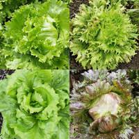 Headhunter Mix lettuce, an OSSI pledged variety