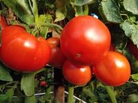 Nebula tomato, an OSSI pledged variety
