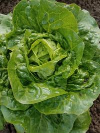 Pan Lettuce, an OSSI pledged variety