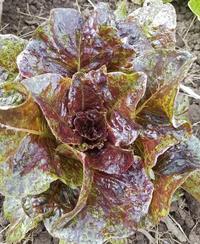 Speckled Spearpoint lettuce, an OSSI pledged variety