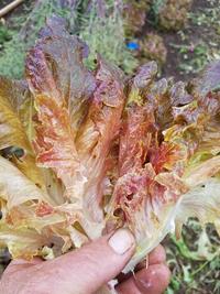 Strawberry Oakheart lettuce, an OSSI pledged variety