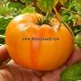 Dwarf Choemato tomato