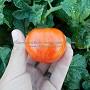 Dwarf Edith Stone tomato