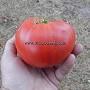 Dwarf Kodiak King tomato