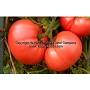 Dwarf Pink Livija tomato