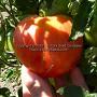 Dwarf Speckled Heart tomato