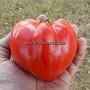 Dwarf Stony Brook Heart Tomato