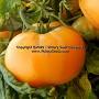 Dwarf Tanager tomato