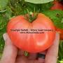 Dwarf Zoe's Sweet tomato
