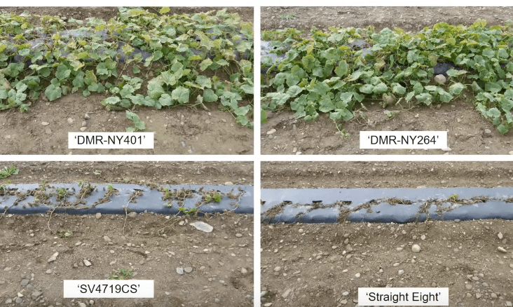 OSSI webinar: Combining Cucurbits for Downy Mildew Resistance and More