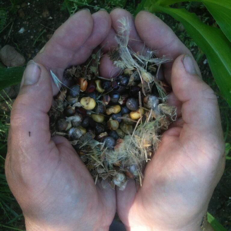 hands cradling seeds