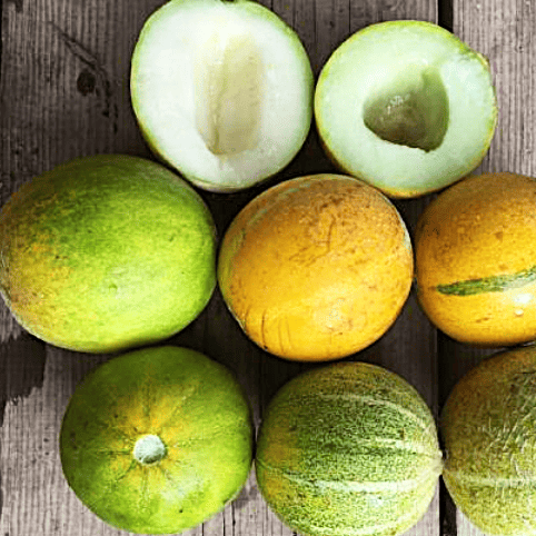 7 examples of a Galina Melon