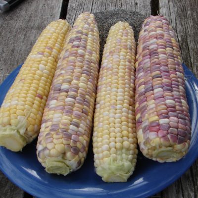 'Festivity' Sweet Corn. Photo: Jonathan Spero / Lupine Knoll Farm